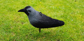 Lokvogel kauw 10 stuks