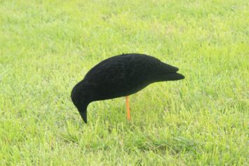 Feeding waggle kraai