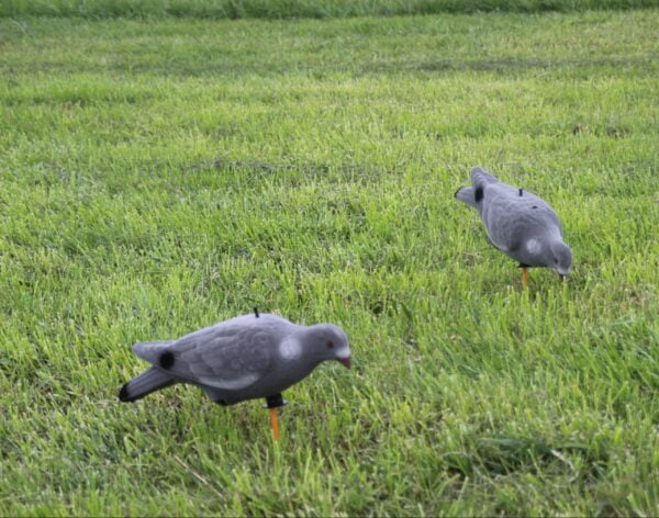 Geflockte wiebelduif Magnum waggle pigeon