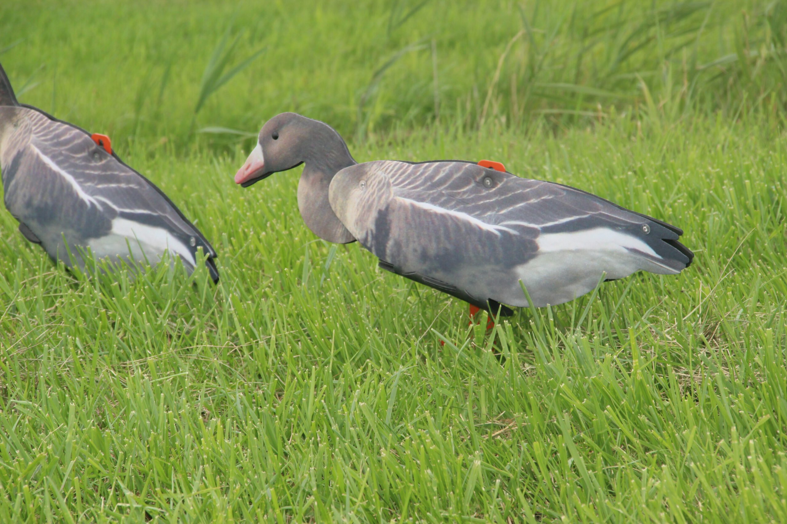 Fud kolgans - Afbeelding 4