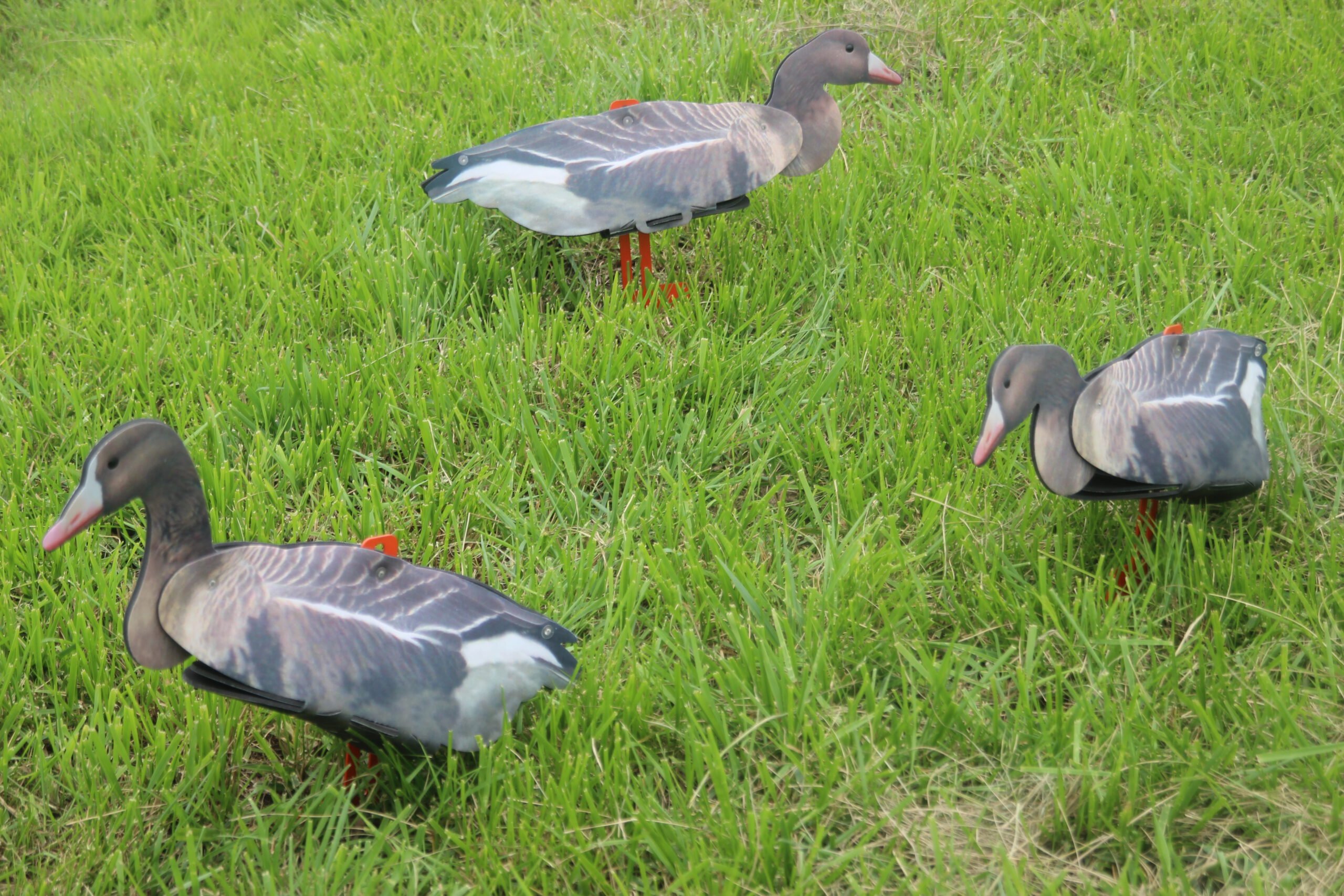 Fud kolgans - Afbeelding 3