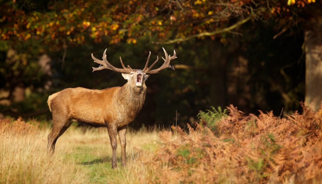 Deze afbeelding heeft een leeg alt-attribuut; de bestandsnaam is Red-Stag-Roaring-1024x588.jpg
