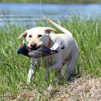 Avery EZ Bird Fazant dummy