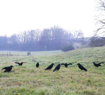 Geflockte kraai met vleugels