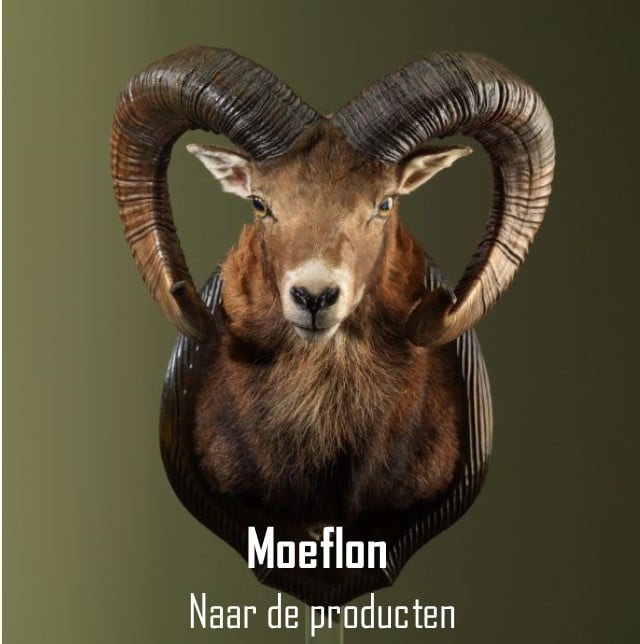 Moeflon schild