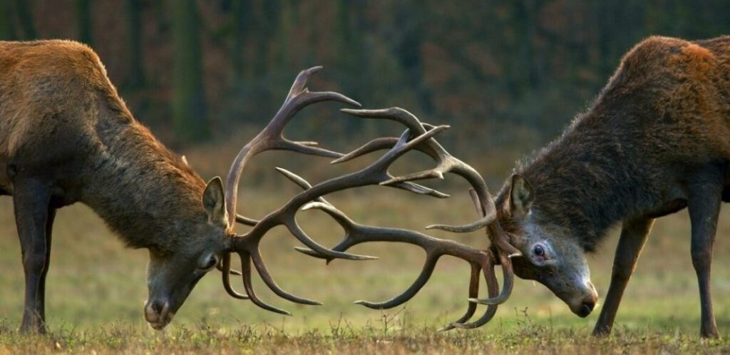 Hertenjacht club Oręż Koszalin